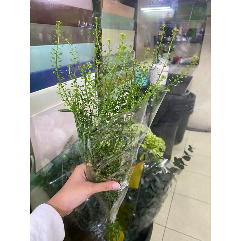 BUNGA THLASPI