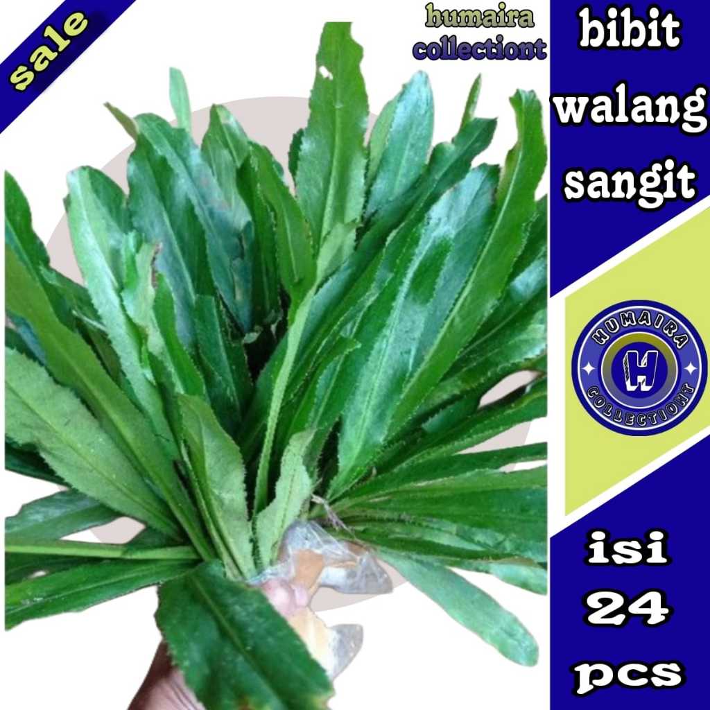 

Daun Walang Sangit 500 gr Humaira Collectiont