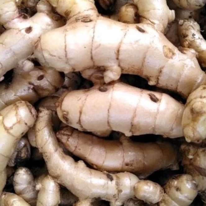 

KUNYIT PUTIH/TEMU PUTIH UNTUK KESEHATAN MASIH SEGAR 500gram