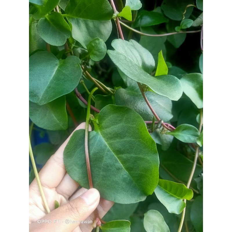 

Daun binahong segar 200 gr