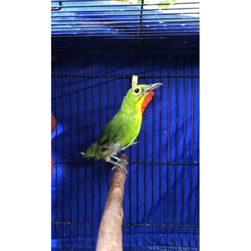 CUCAK IJO PH PARUH HITAM IJO KALIMANTAN ANAKAN PH