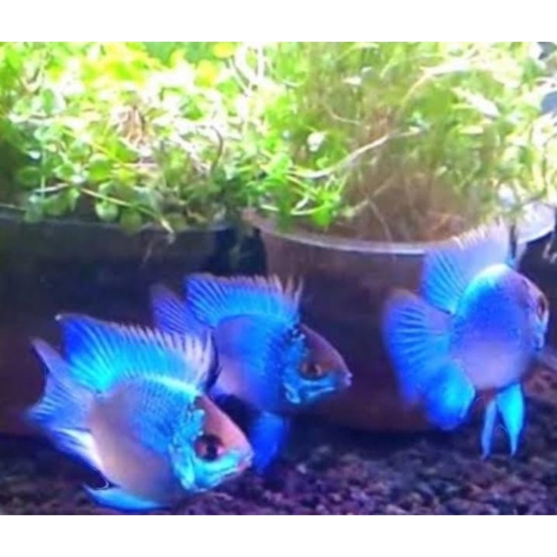 ikan (blue elektrik) ikan hias warna biru terang air tawar