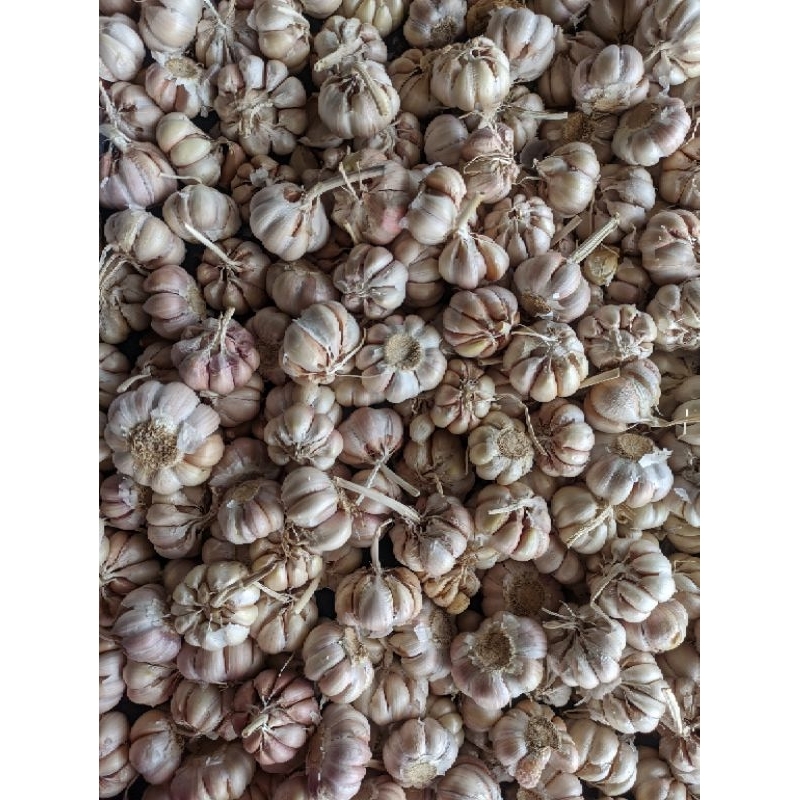 

Bawang Putih Murah Kualitas Import 500gr / 1/2kg
