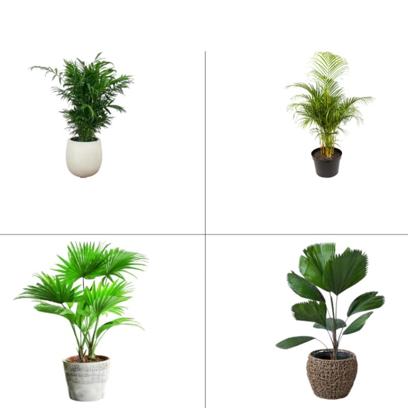 paket 4 jenis tanaman hias palem untuk indoor / outdoor / palem kuning / palem kipas / palem bintang