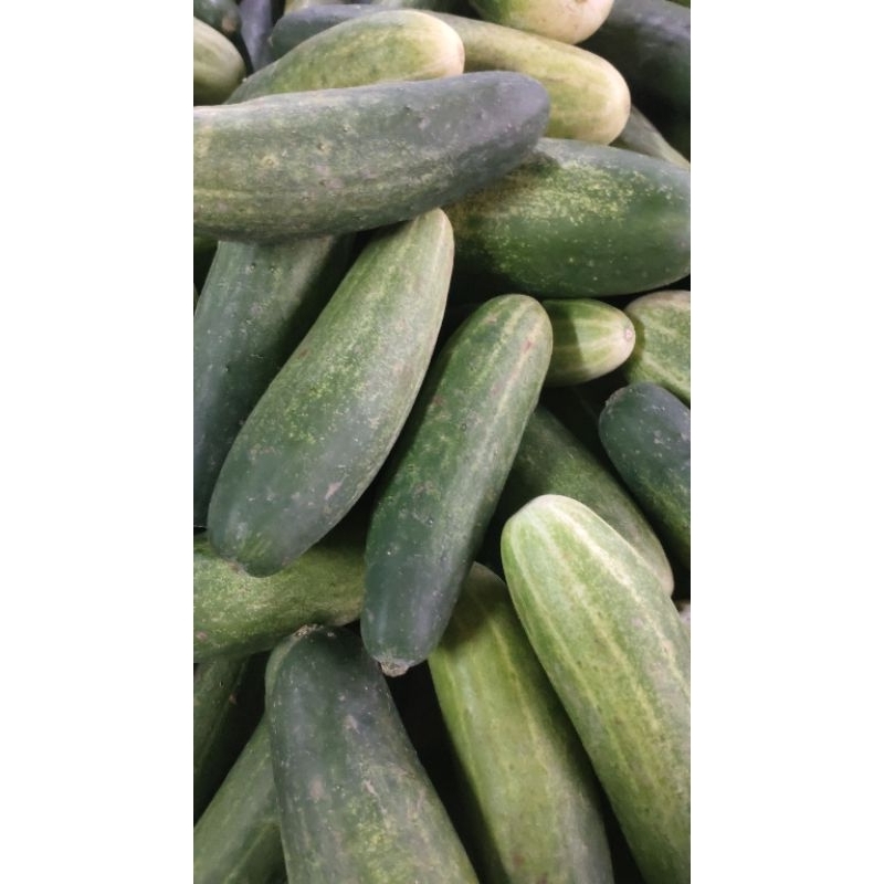 

Timun 500 g