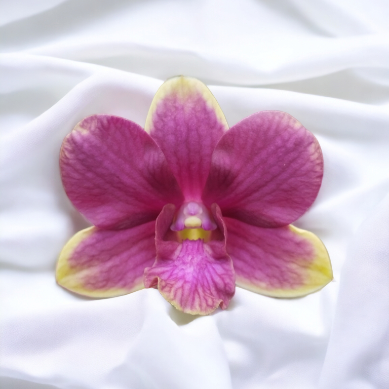 Anggrek Dendrobium Burana Fancy x Compactum #1556 Dewasa Spike Knop Bunga Big Kode D1556