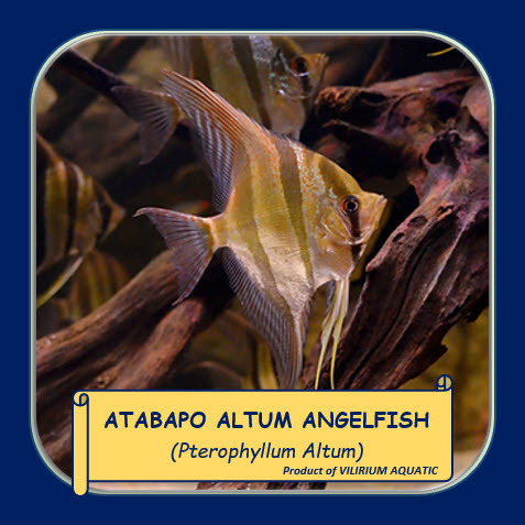 IKAN HIAS AIR TAWAR - ANGELFISH ALTUM ATABAPO / MANFISH ALTUM ATABAPO (WC)