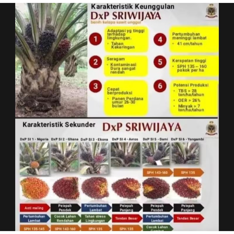 150 butir Benih Bibit Sawit UNGGUL SRIWIJAYA 5 + SERTIFIKAT