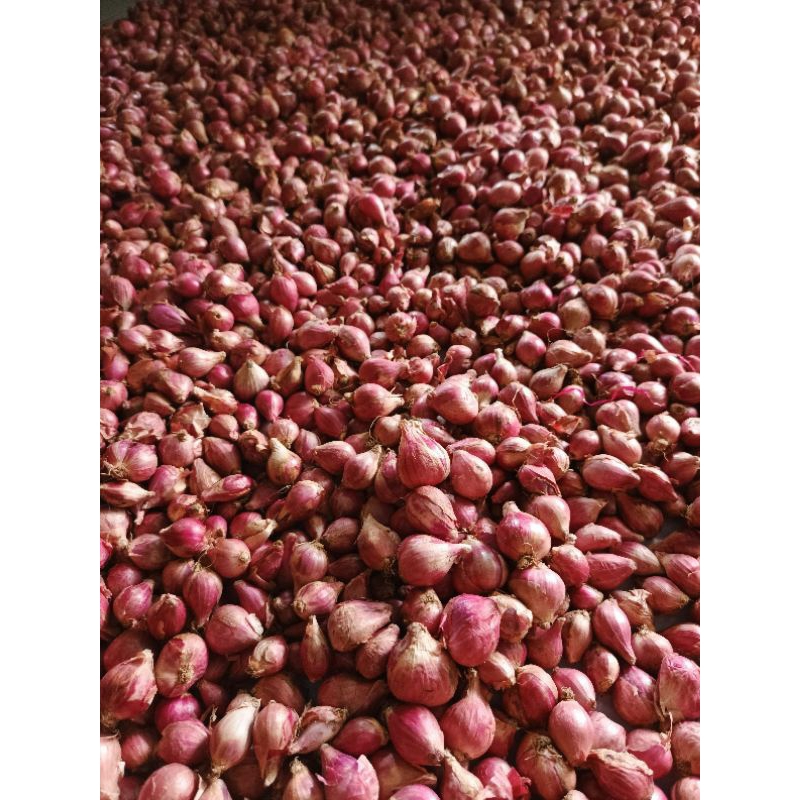 

Bawang Merah Brebes