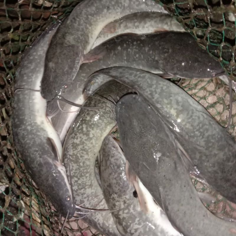 

Lele Ikan Daging Super Premium Satu KG 6,7,8