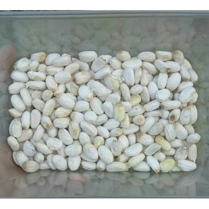 

Biji Jarak 300.biji