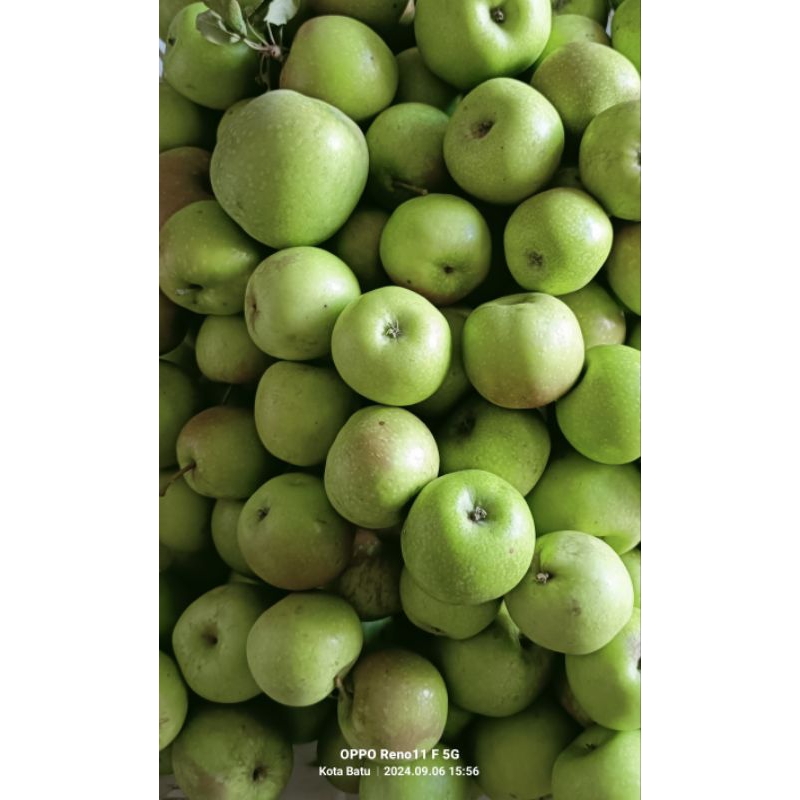 

Apel hijau granny smith 1kg untuk diet rasa asam