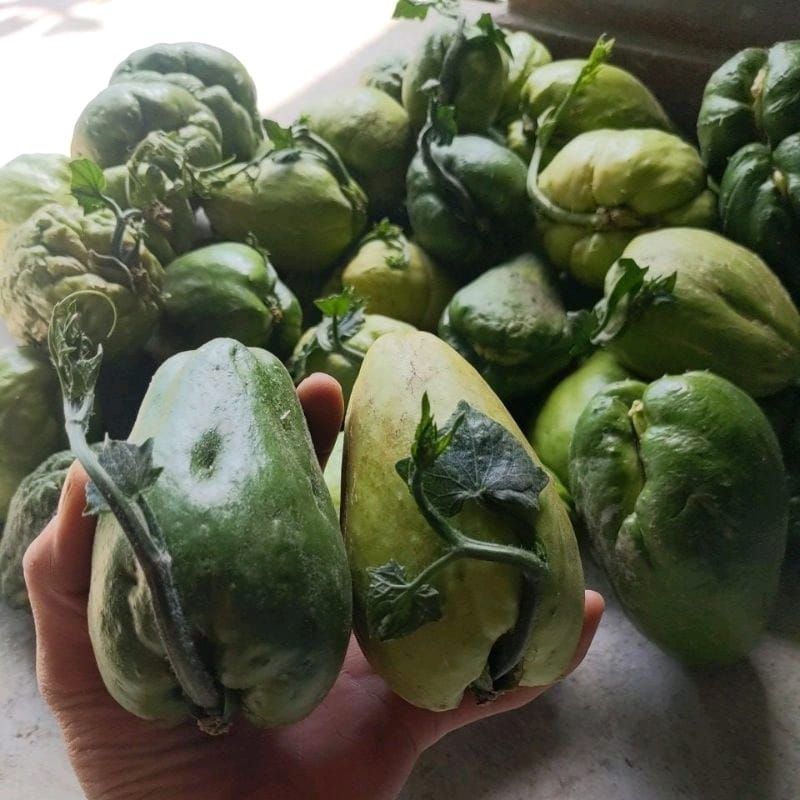 

Petani Milenial- Bibit Sayur Labu Siam/Jipang Siap Tanam
