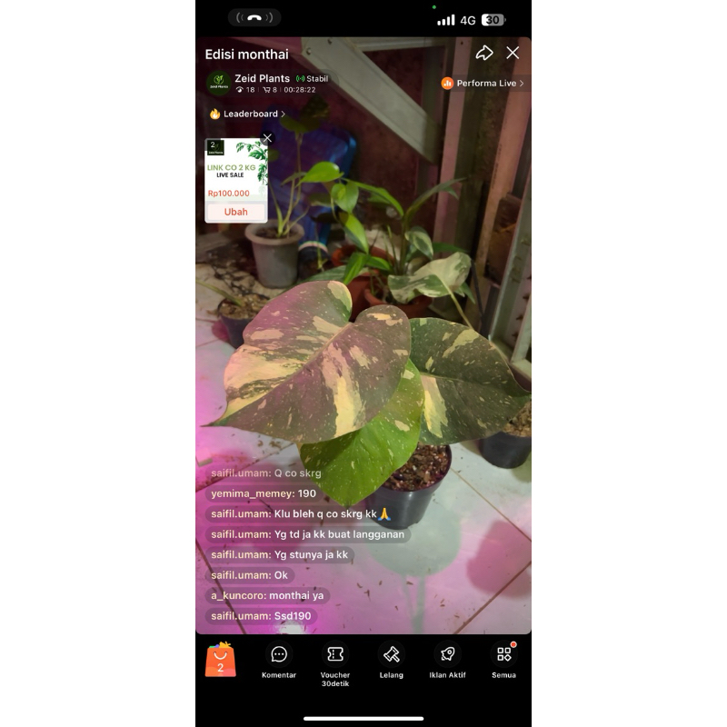 Tanaman monthai live