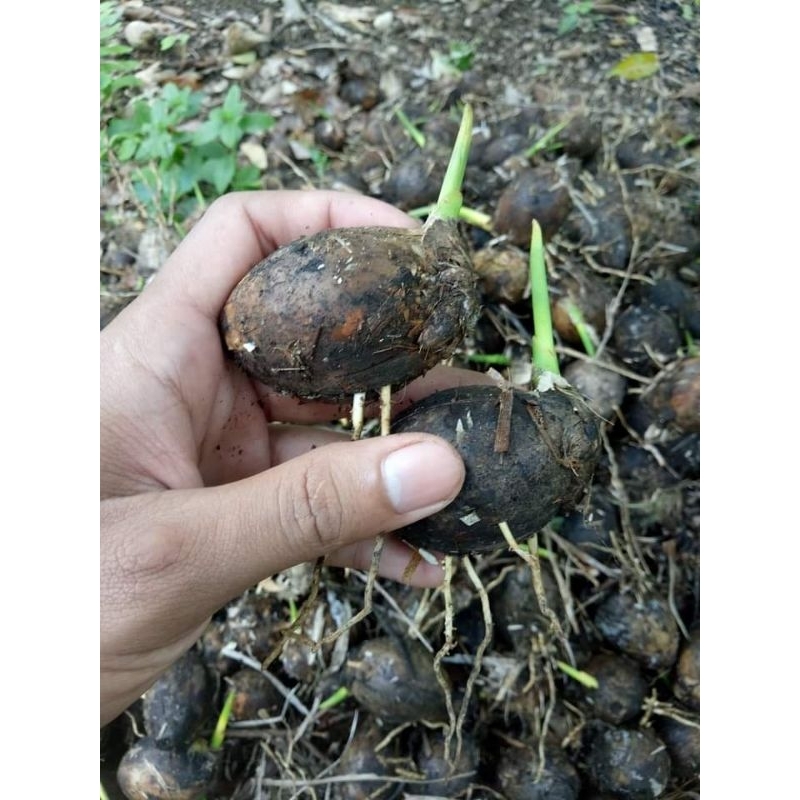 KECAMBAH PINANG PANDAN WANGI