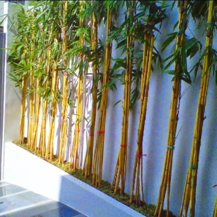Tanaman Hias Bambu Kuning - Bibit Pohon Bambu Kuning Jepang / Pring Kuning - Tanaman Hias Hidup - Ti