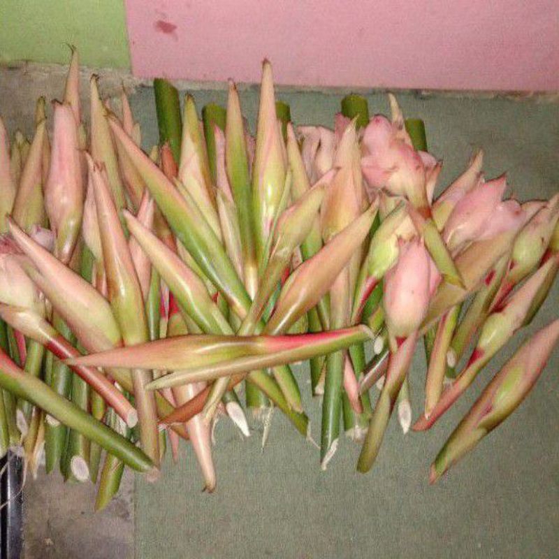 

Bunga kecombrang super 1kg
