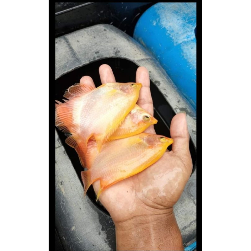 gurame Padang size 3jari super (hiasan aquarium)