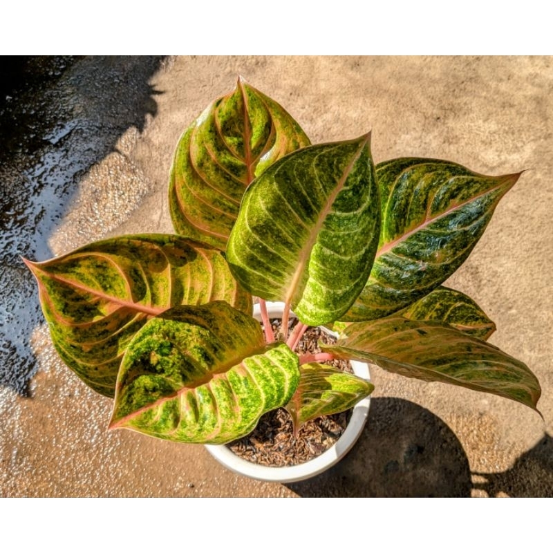 Aglonema Suzan / Aglonema Susan