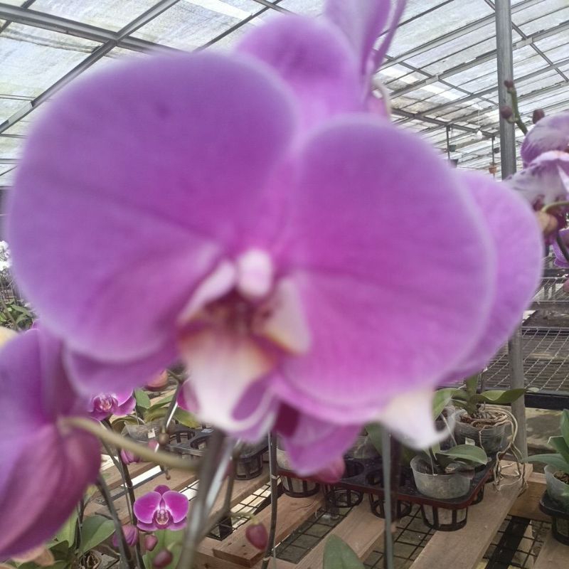 ANGBUL KOLEKSI KHUSUS LIVE