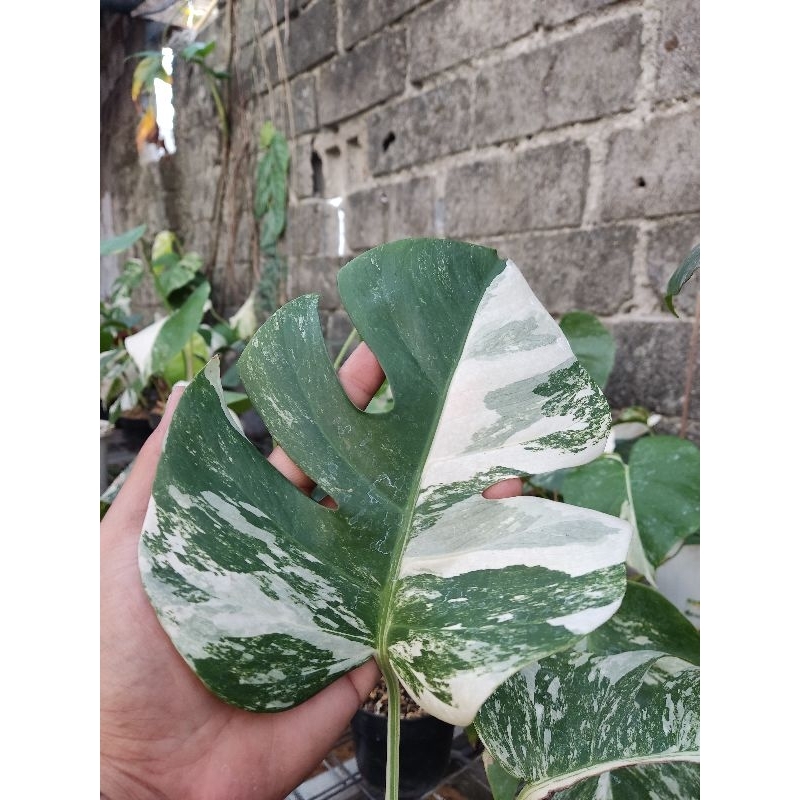 Monvar White Tiger / monster varigata white tiger / monstera varigata