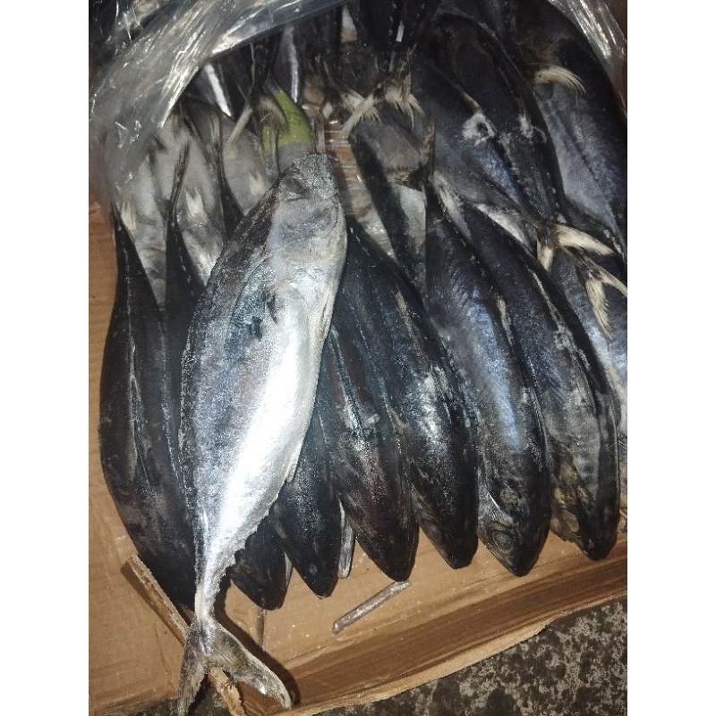

Beby tuna FROZEN Berat 10kg