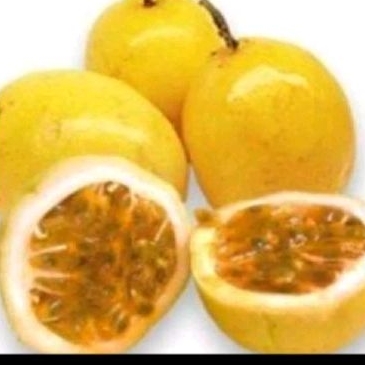 

Buah markisa sgar 1000 gr olahan jus