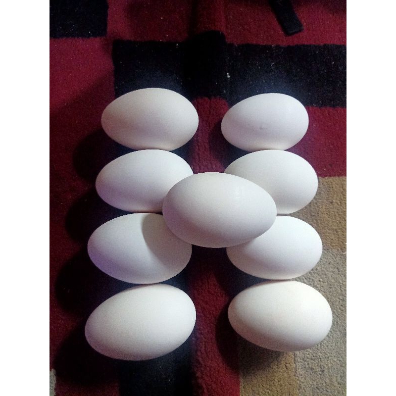 

Telur angsa Fress +fertil & anakan angsa usia 1 mingguan.