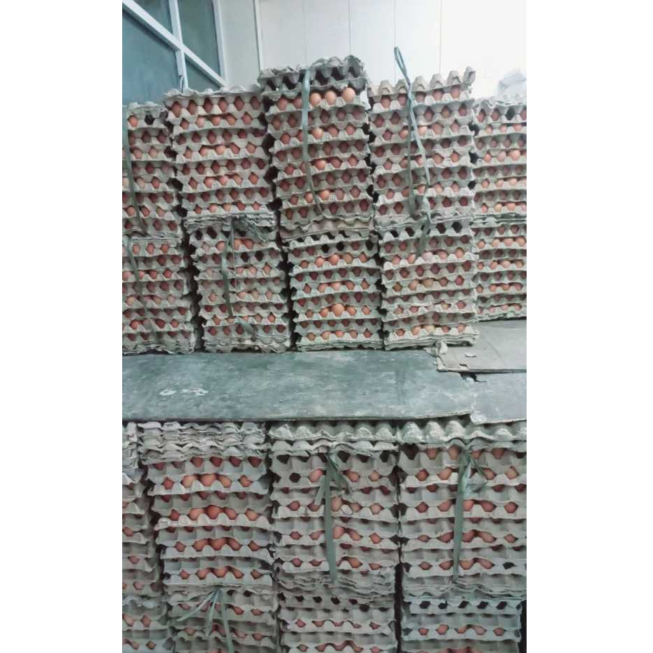 

Telur Ayam Negeri 15Kg 1Ikat