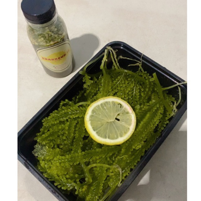 

ANGGUR LAUT/GREEN CAVIAR SAUS THAILAND SIAP MAKAN