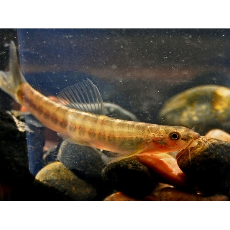 uceng/jeler pari/hiasan aquascape