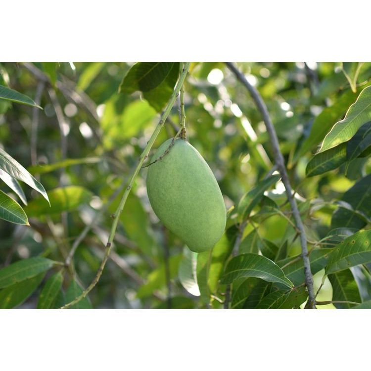 Tanaman Mangga Harum Manis / Bibit Mangga Harum Manis / Mangga Madu Harum Manis