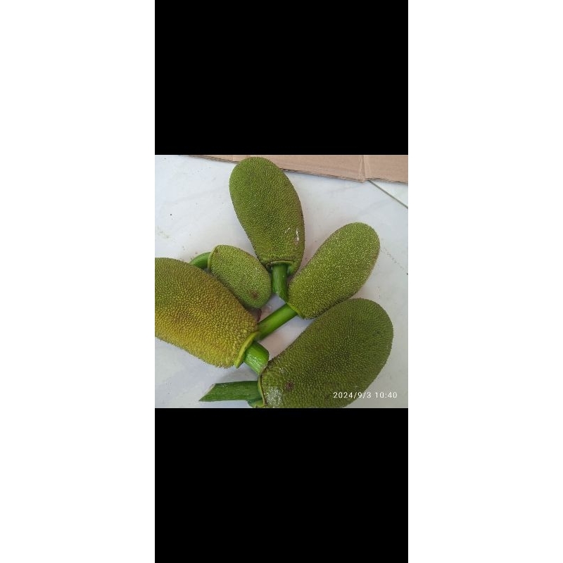 

Nangka muda gori tongtolang nangka segar 500 gram