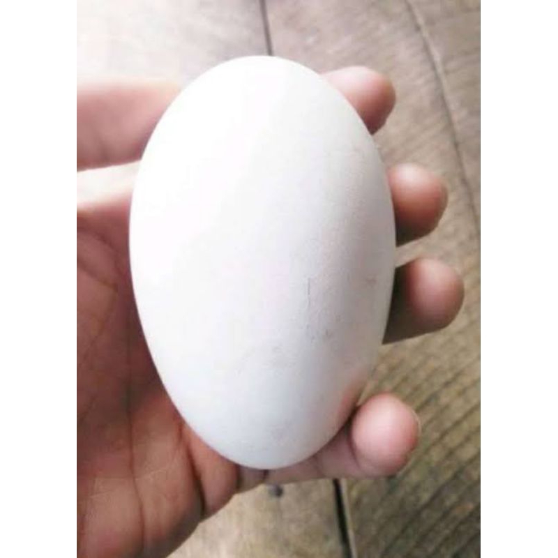 

Telur soang / Telur Angsa Fertil Fressh