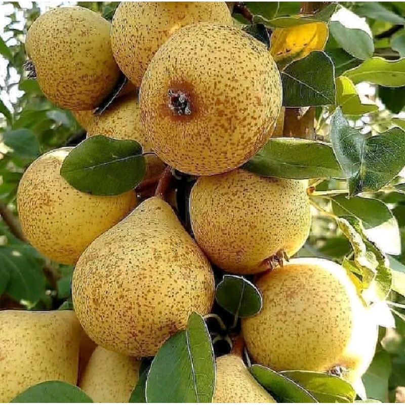 Bibit buah pir madu super hasil cangkok