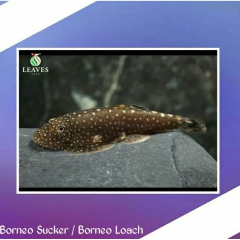 Borneo sucker ikan hias pembersih algae
