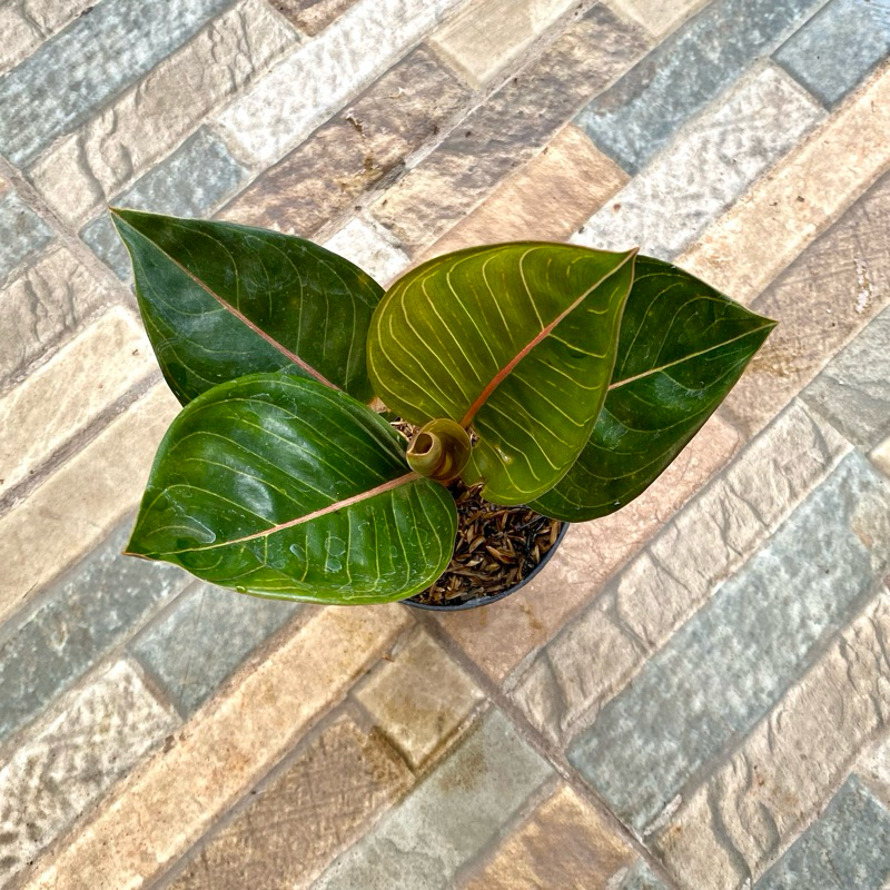 Aglaonema Black Moonlight