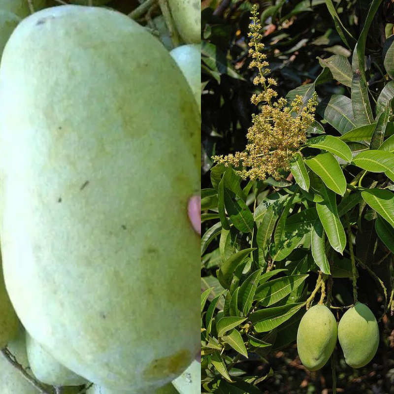 TANAMAN MANGGA INDRAMAYU / BIBIT TANAMAN MANGGA INDRAMAYU / POHON MANGGA INDRAMAYU / MANGGA MADU