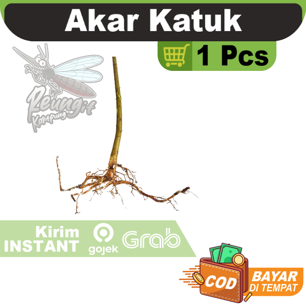 

Batang Akar Katuk 1 Pcs Satuan Obat Herbal
