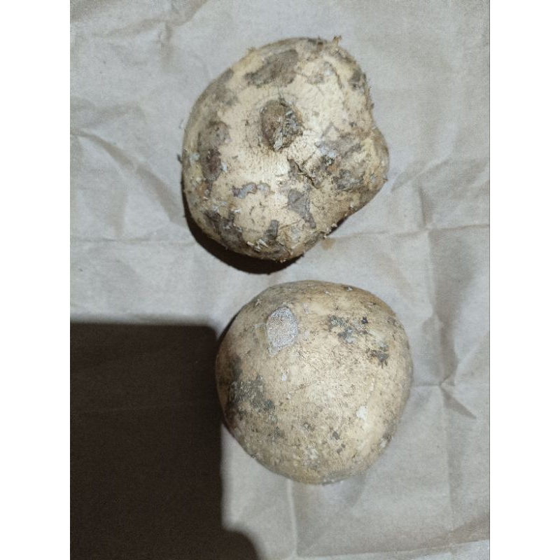 

BANGKUANG 1/2 KG ATAU 500 GRAM BUAT ASINAN BAKPAO LUMPIA