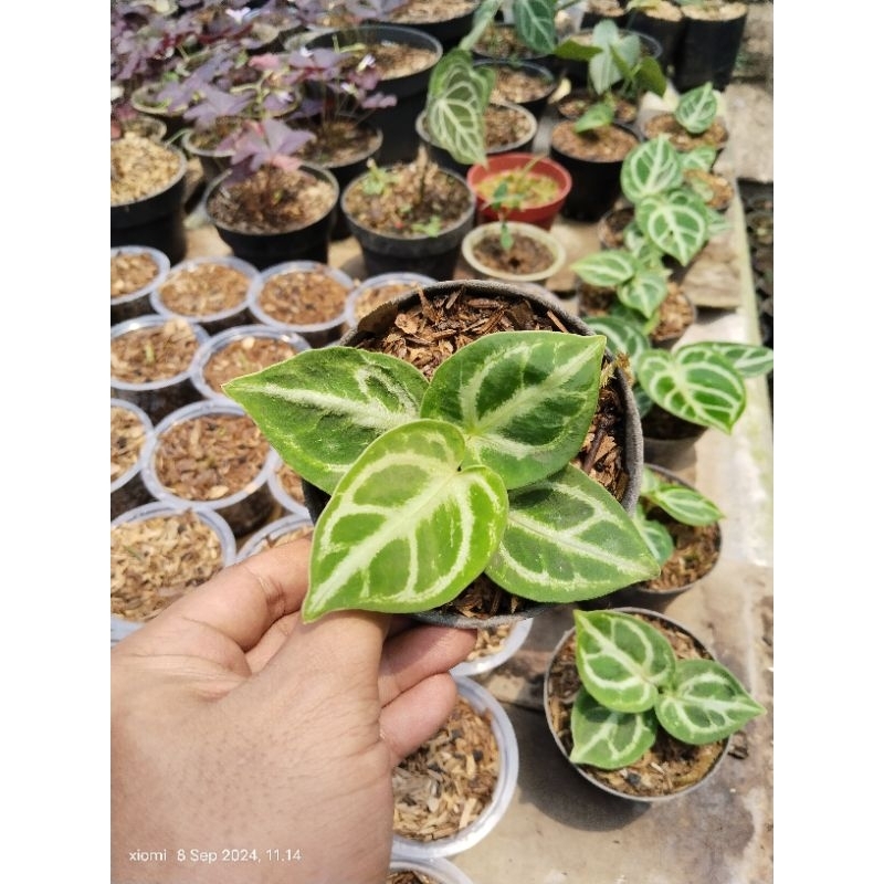 kuping gajah dorayaki mangkok