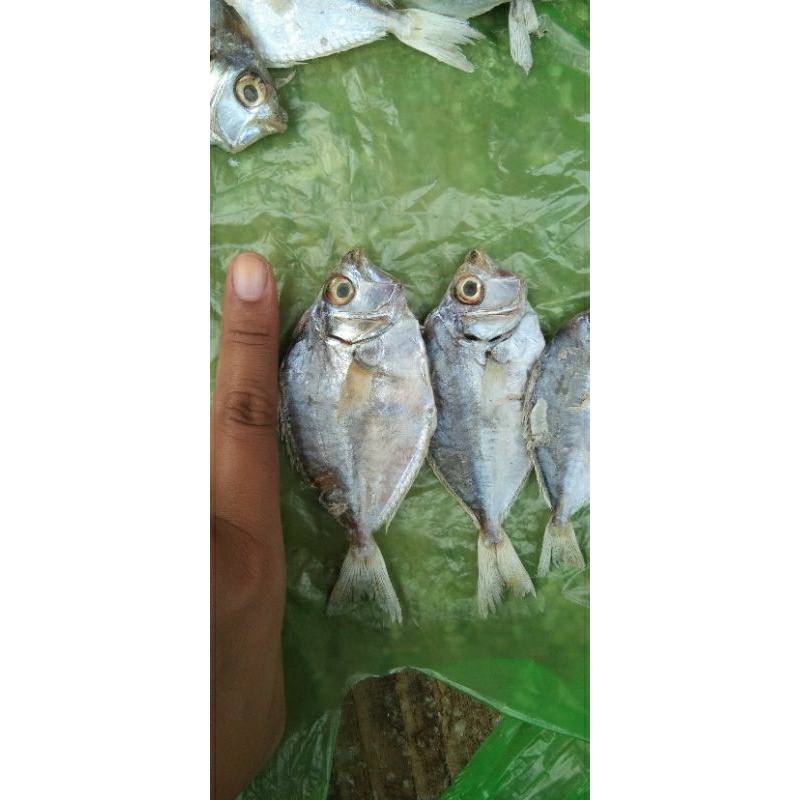 

ikan asin dodok putih/ikan perik asin