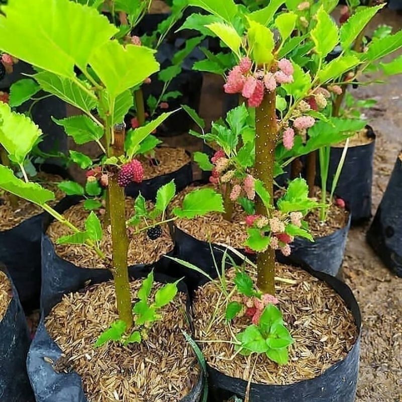 Bibit Murbei Cangkok Batang Besar