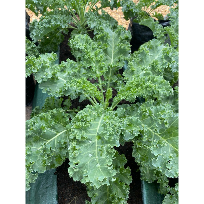 

Sayur Superfood Kale Fresh Organik 100%