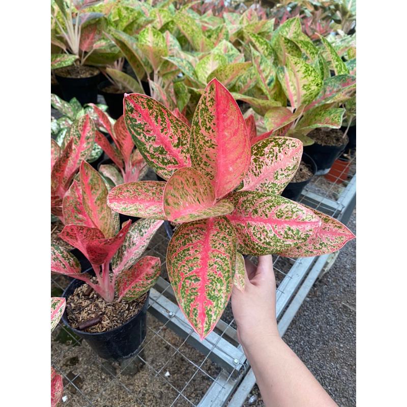 Aglaonema Kendedes