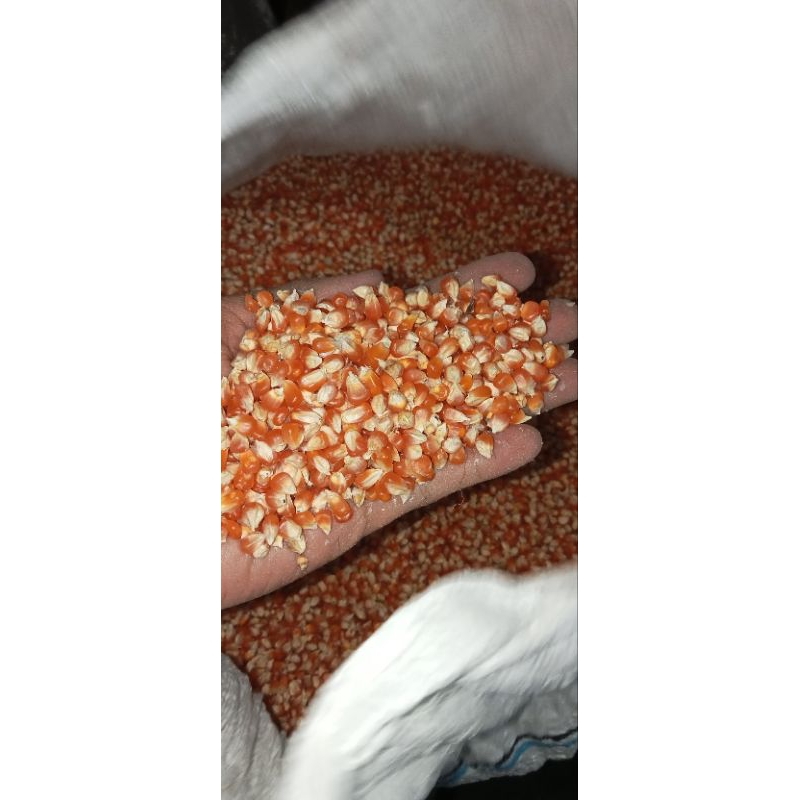 

Jagung Madura/Kristal Bisa Grosir