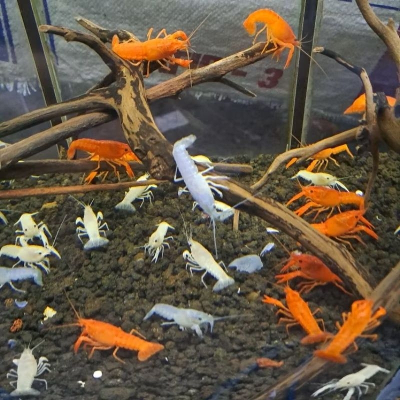 LOBSTER HIAS AIR TAWAR