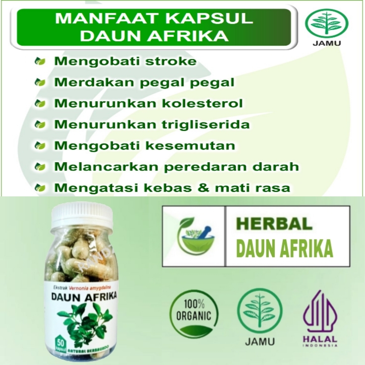 TERBARU HERBAL STROKE OBAT STROK JAMU KOLESTEROL HIPERTENSI KEBAS KESEMUTAN KRAM DAUN AFRIKA ISI 50