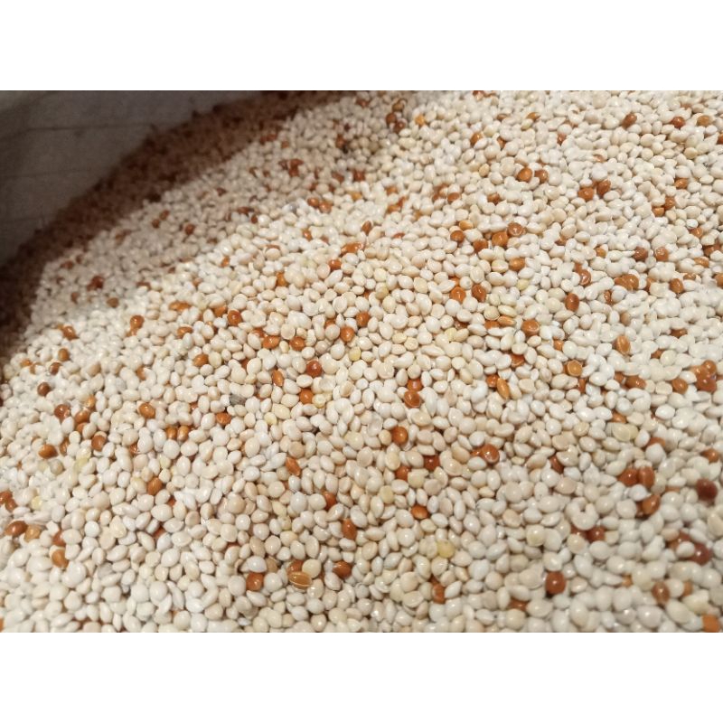 Milet campur 1kg / pakan burung Lovebird perkutut dll