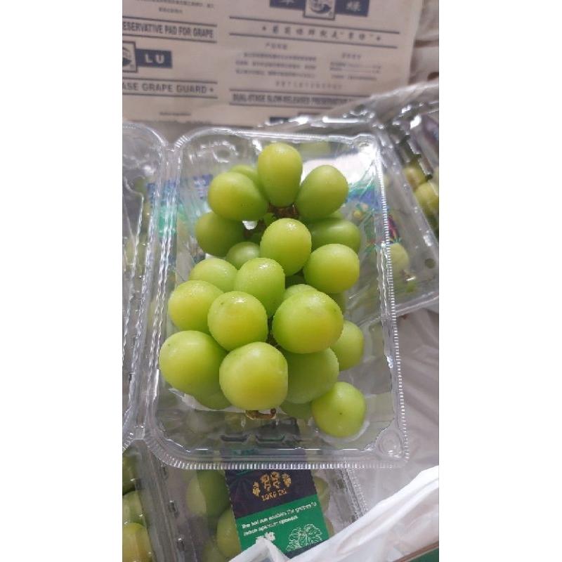 

Anggur Muscat tanpa biji